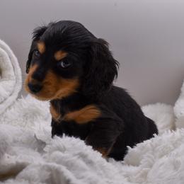 Black male - Black and tan male Dachshund puppy in Maurice, Louisiana from Hart Dachshunds