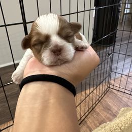 Girl 3 - Liver and white Shih Tzu puppy in Gulf Breeze, Florida from Garry's Shih Tzus
