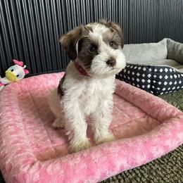 Sabrina - Parti female Miniature Schnauzer puppy in Anthony, Florida from Amanda Tragash