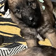 Belgian Laekenois, Dutch Shepherd, and Working Dog Cross Puppies from COSWALD  BELGIAN  LAEKENOIS