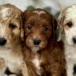 Cavalier King Charles Spaniels and Goldendoodles from Buck's pups