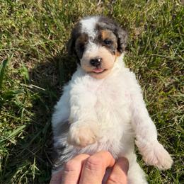Lovey with training - Tri-color female Bernedoodle puppy in Boonville, North Carolina from Doods & Dolls