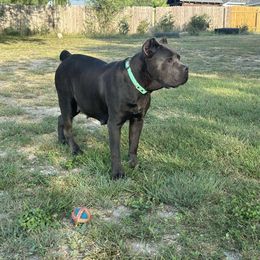Penny - Cane Corso