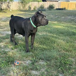 Penny - Cane Corso