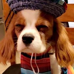 Cavalier King Charles Spaniels from Albuquerque Cavaliers