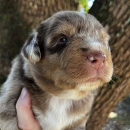 Boy 1 - Red merle male Australian Shepherd puppy in Lakeland, Florida from Infinite Aussies