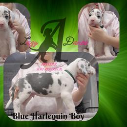 Blue Harlequin Boy - Blue and white male Great Dane puppy in Longview, Texas from Lazy A Danes