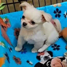 Snow - Cream male Chihuahua puppy in Ligonier, Indiana from Country Charm Chihuahuas