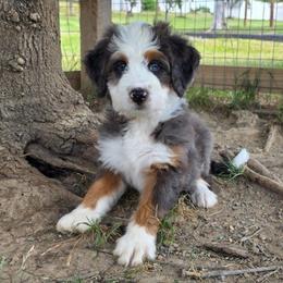 Pumpkin - Merle male Bernedoodle puppy in Mc Gaheysville, Virginia from Doting Doodles