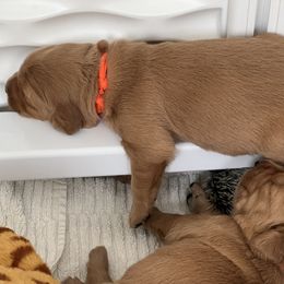 Golden Retriever Puppies from GoldenRae Retrievers