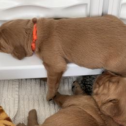 Golden Retriever Puppies from GoldenRae Retrievers