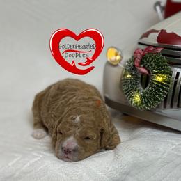 Stephen - Apricot male Goldendoodle puppy in Yerington, Nevada from GoldenHearted Doodles