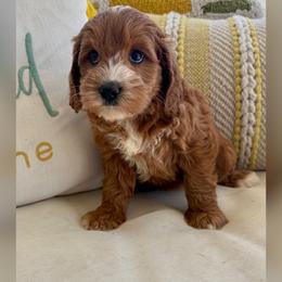 Sapphire - Red female Australian Labradoodle puppy in Sacramento, California from Delta Breeze Labradoodles