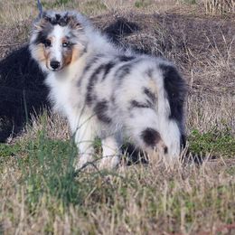 Shetland Sheepdog All Grown Up from Kim Watt's Shetland Sheepdogs