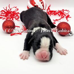 Boston Terrier and Boxer Puppies from CC's Boston & Boxer Babies