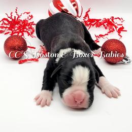 Boston Terrier and Boxer Puppies from CC's Boston & Boxer Babies