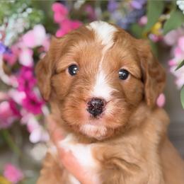 Rooster - male Bernedoodle puppy in Yuciapa, California from AlltheDoodlez_