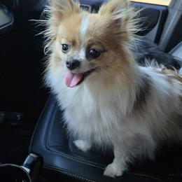 Pomeranian Puppies from Mary's Pomeranians