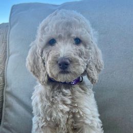 Dark Purple Puppy - Cream Labradoodle puppy in Kingman, Arizona from The Dood Ranch