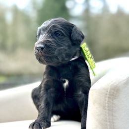 Dancer - Black male Goldendoodle puppy in Rainier, Oregon from Beaver Springs Puppies