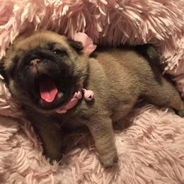 Pug Puppies from Pickwick Pugs