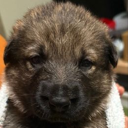 Sable Girl - Pink Collar - Sable female German Shepherd puppy in St. Cloud, Florida from Pray Love Shepherd Kennels