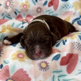 Maryland - Brown white and tan female Cocker Spaniel puppy in Inman, South Carolina from Dees Cockers, LLC