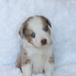 Boy 2 - Red merle Australian Shepherd puppy in Cleburne, Texas from Hudson Farm