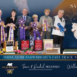 Samoyeds from Snowbright