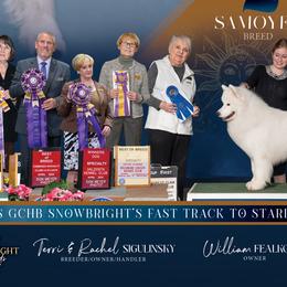 Samoyeds from Snowbright
