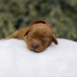 Velvet - Red female Cavapoo puppy in Queen Creek, Arizona from Dulcito Doodles