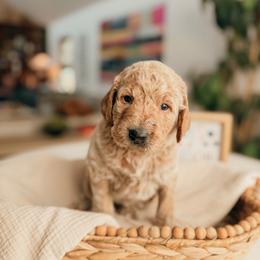 Thomas - Apricot male Goldendoodle puppy in Yukon, Oklahoma from Bows and Ties Doodles, LLC