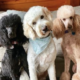 Labradoodles from Skypoodlesndoodles