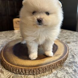 Pomeranian puppies from Baby Bear Poms