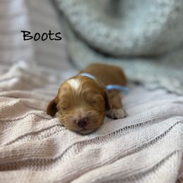 Boots - Red and white male Cockapoo puppy in Alexandria, Alabama from Bright and Beautiful Cockapoos and Doodles