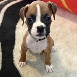 Milo - Fawn male Boxer puppy in Ocala, Florida from Bowers Boxers
