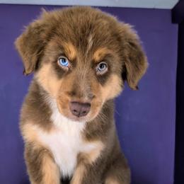 Eevee Girl 7 - Red tri-color Australian Shepherd puppy in South Hill, Virginia from Silverside Aussies LLC