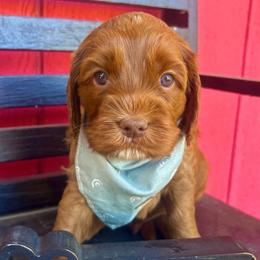 Toffee - Caramel red male Australian Labradoodle puppy in Citrus Heights, California from Elite Blend Labradoodles