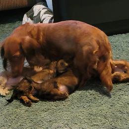 Dachshund Puppies from CLARK'S BREEDING PROGRAM