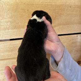 Male 1 - Black brown and white male Basset Hound puppy in Lindley, New York from Hill Top Basset Hounds & Cane Corso