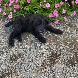 Goldendoodle Puppies from River Bend Goldendoodles