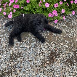 Goldendoodle Puppies from River Bend Goldendoodles