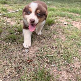 Boy 2 - Red tri-color male Australian Shepherd puppy in Clermont, Georgia from Chapman’s Australian Shepherds
