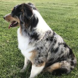 Aussiedoodles, Australian Shepherds, and Poodles from Debbies Aussies NWA/Debbies Doodles NWA
