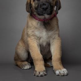 Anatolian Shepherd Dog Puppies from Fiddler’s Dream Anatolians