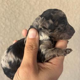 Blue Merle girl - Blue merle female Aussiedoodle puppy in Spring Hill, Florida from Pawprint Dreams Boarding and Kennel
