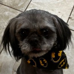Huck - Shih Tzu