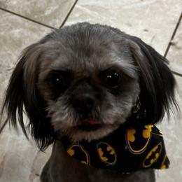 Huck - Shih Tzu