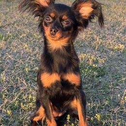 Russian Toy puppies from FLORIDA SUNSHINE RUSSIAN TOYS