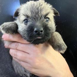 Finnegan - Gray male Cairn Terrier puppy in Bigfork, Minnesota from Dachshunds Up North